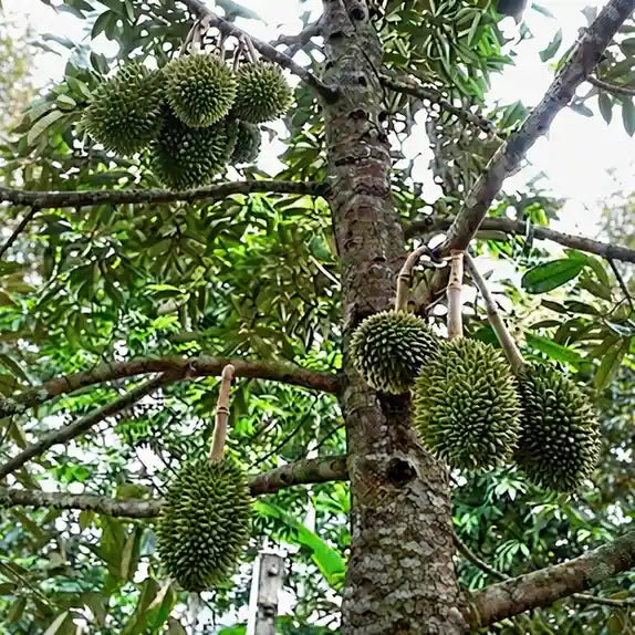 Durian seedling live fruit plant in nursery pot with healthy green foliage | Exotic tropical fruit plant | Keraleaf