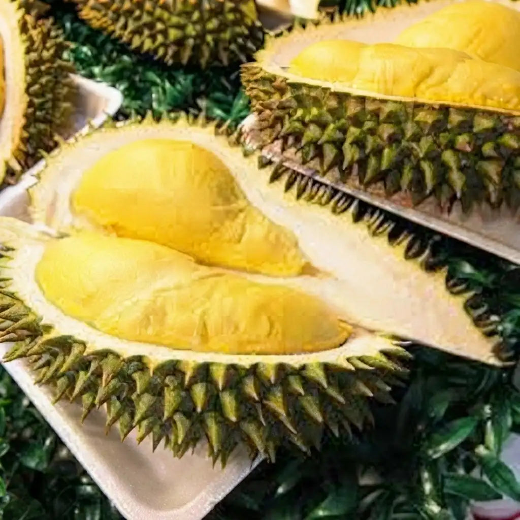 Durian (Nonthapuri) budded live fruit plant in nursery pot with healthy green foliage | Exotic tropical fruit plant | Keraleaf