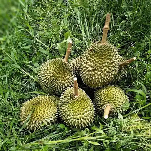 Durian (Nonthapuri) budded live fruit plant in nursery pot with healthy green foliage | Exotic tropical fruit plant | Keraleaf