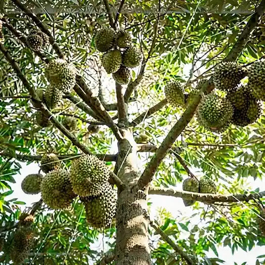 Durian (Nonthapuri) budded live fruit plant in nursery pot with healthy green foliage | Exotic tropical fruit plant | Keraleaf