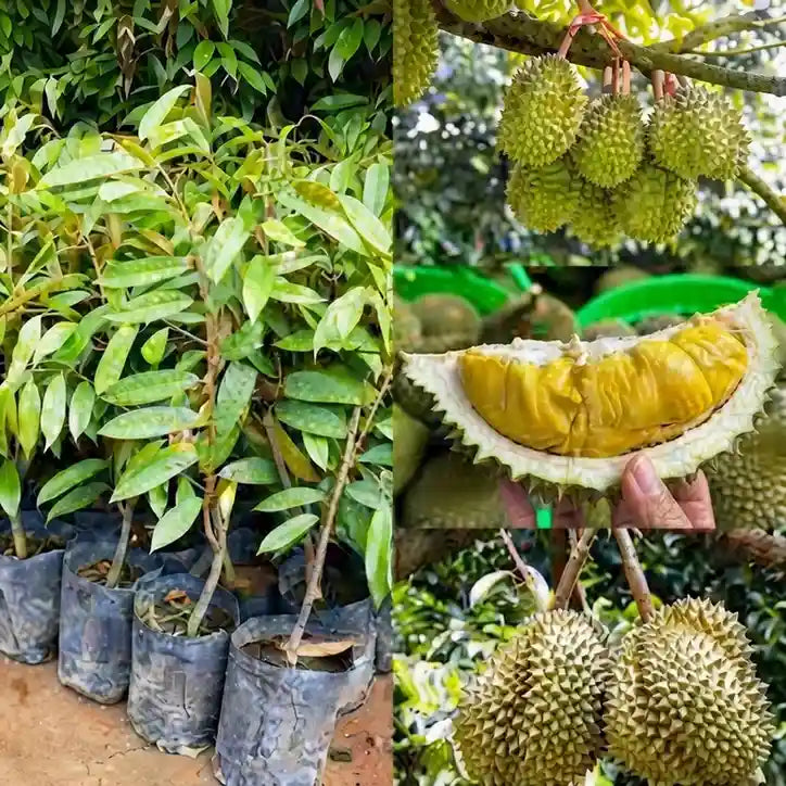 Durian (Musang King) budded live fruit plant in nursery pot with healthy green foliage | Exotic tropical fruit plant | Keraleaf