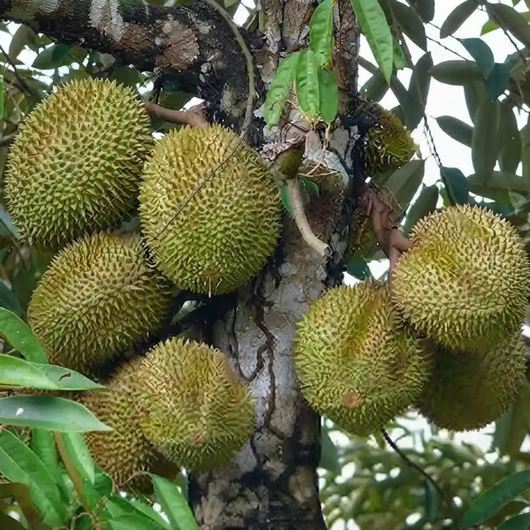 Durian (Musang King) budded live fruit plant in nursery pot with healthy green foliage | Exotic tropical fruit plant | Keraleaf