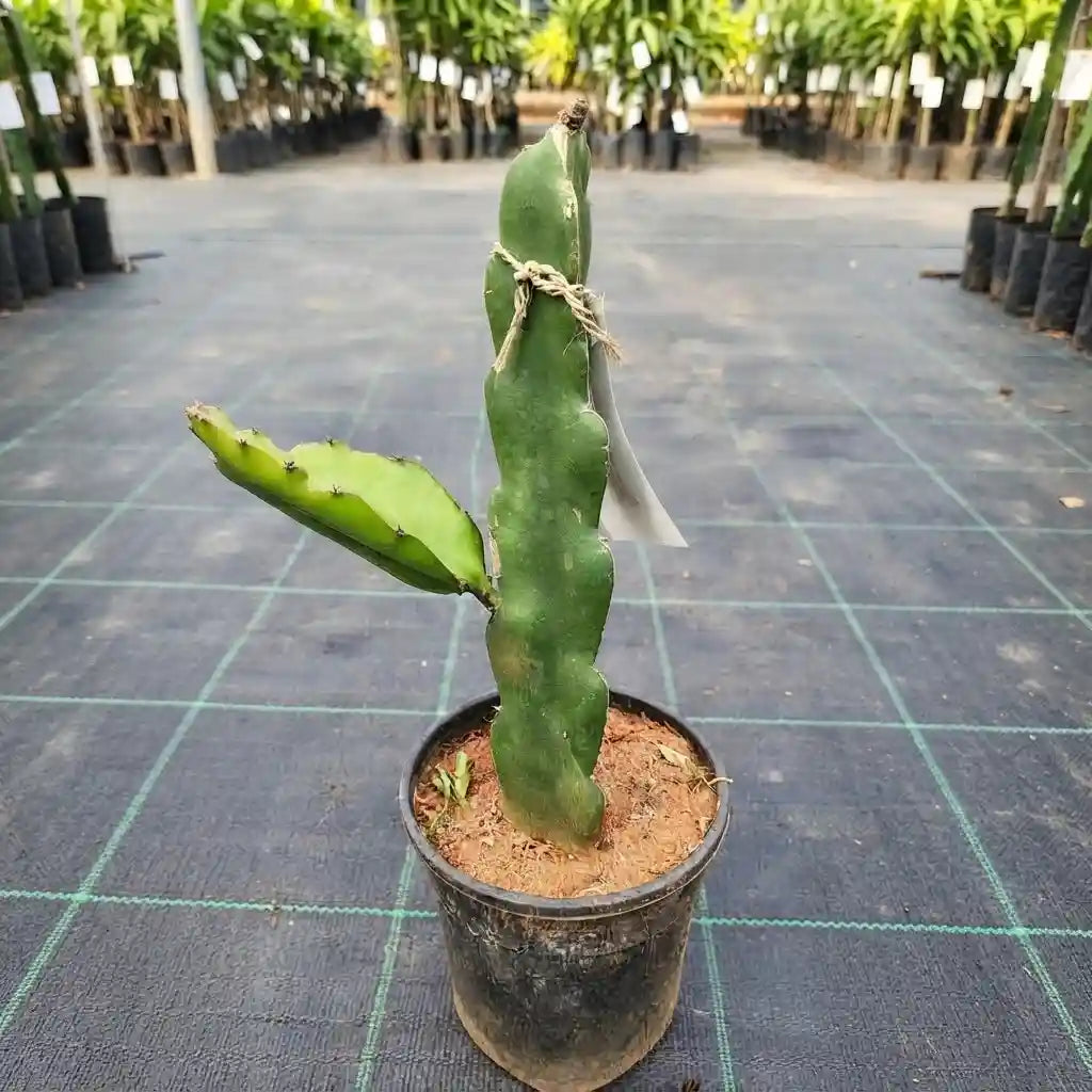 Dragon Fruit (White) live fruit plant in nursery pot with healthy green foliage | Exotic tropical fruit plant | Keraleaf