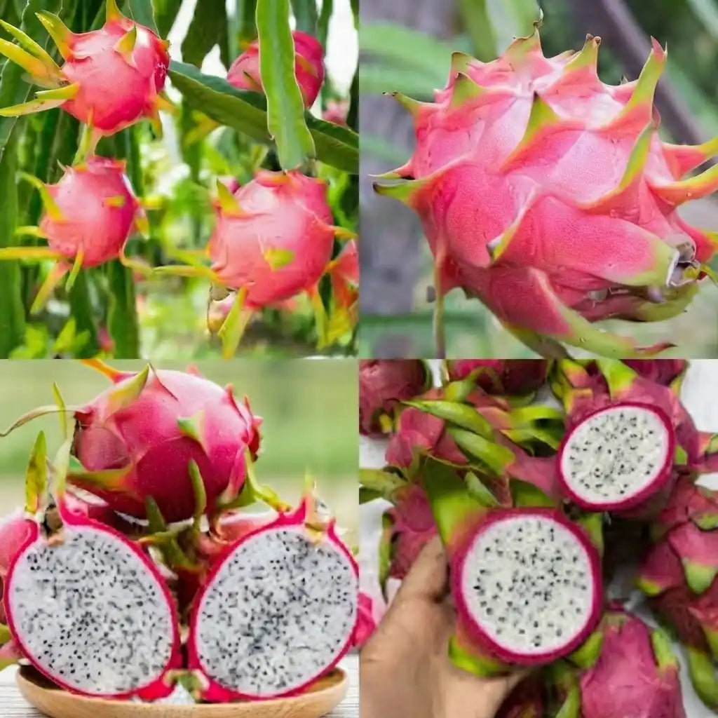Dragon Fruit (White) live fruit plant in nursery pot with healthy green foliage | Exotic tropical fruit plant | Keraleaf