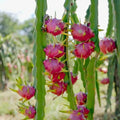 Dragon Fruit (White) live fruit plant in nursery pot with healthy green foliage | Exotic tropical fruit plant | Keraleaf