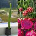 Dragon Fruit (Red) live fruit plant with sweet red flesh variety in nursery pot with healthy green foliage | Exotic tropical fruit plant | Keraleaf