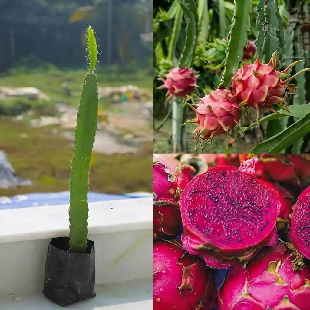 Dragon Fruit (Red) live fruit plant with sweet red flesh variety in nursery pot with healthy green foliage | Exotic tropical fruit plant | Keraleaf