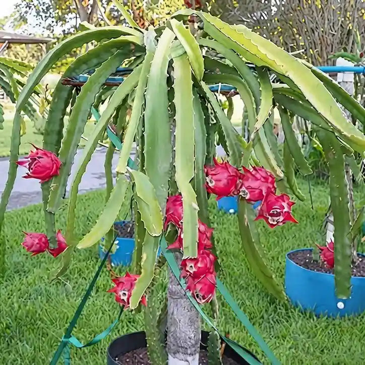 Dragon Fruit (Red) live fruit plant with sweet red flesh variety in nursery pot with healthy green foliage | Exotic tropical fruit plant | Keraleaf