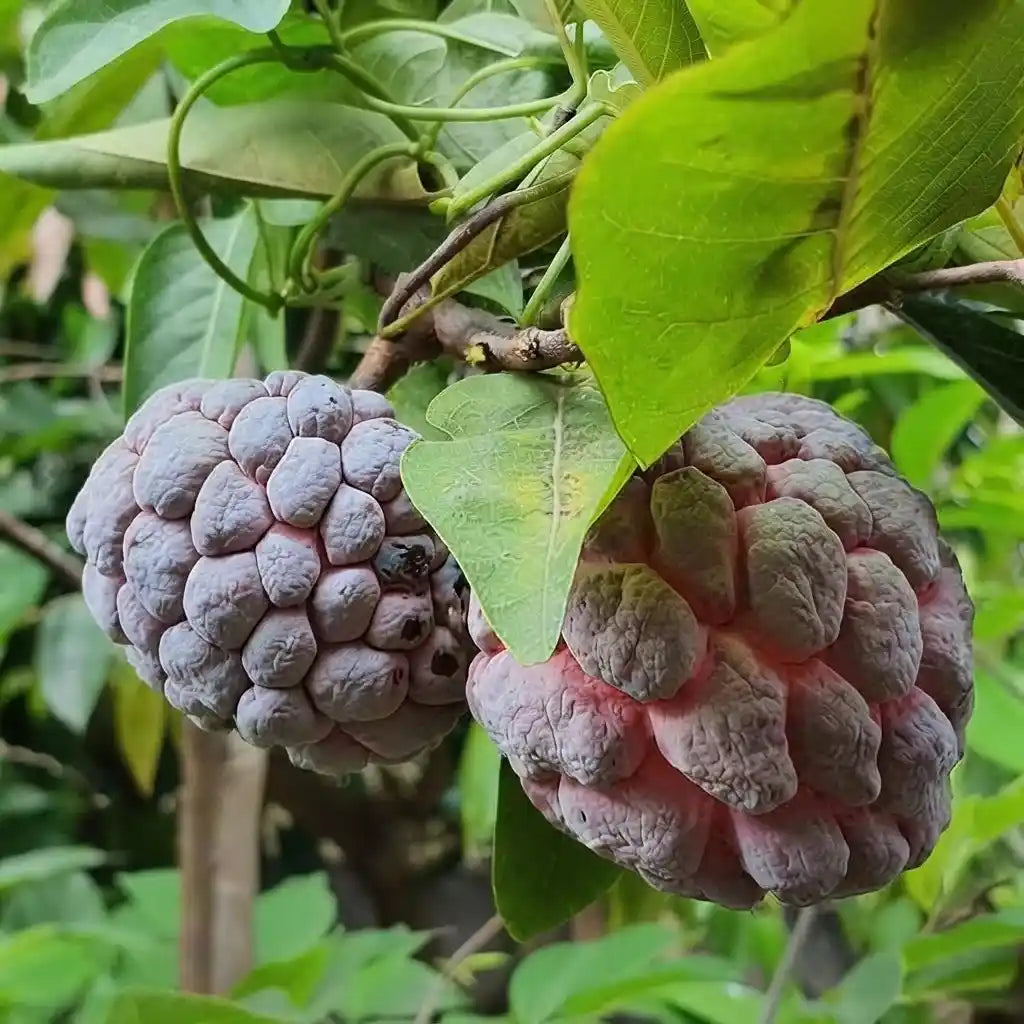 Custard Apple / Seethapazham (Red) grafted live fruit plant in nursery pot with healthy green foliage | Exotic tropical fruit plant | Keraleaf