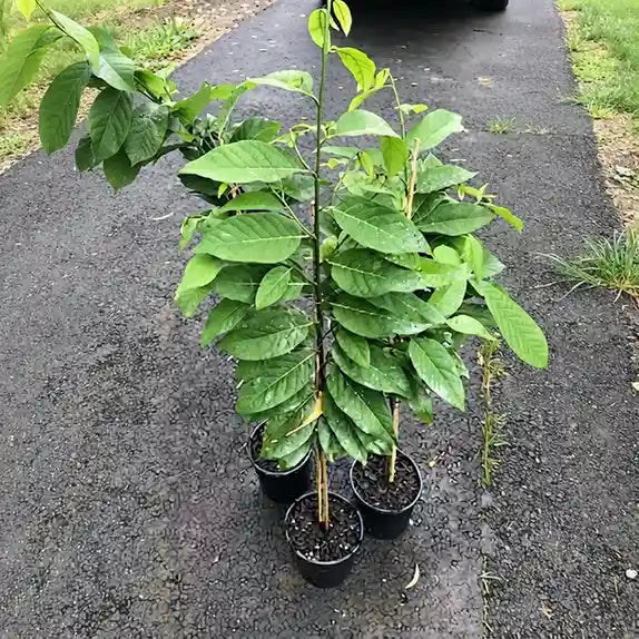 Custard Apple / Seethapazham (Red) grafted live fruit plant in nursery pot with healthy green foliage | Exotic tropical fruit plant | Keraleaf