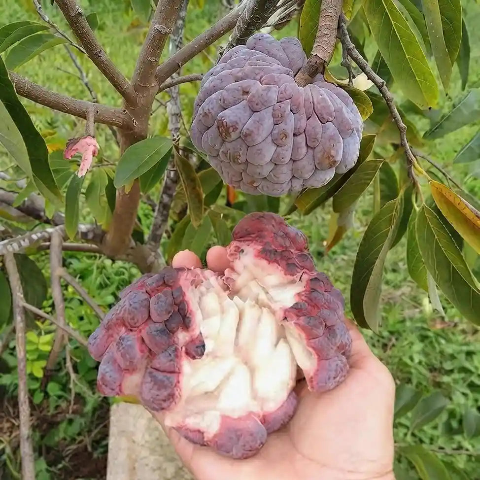 Custard Apple / Seethapazham (Red) grafted live fruit plant in nursery pot with healthy green foliage | Exotic tropical fruit plant | Keraleaf