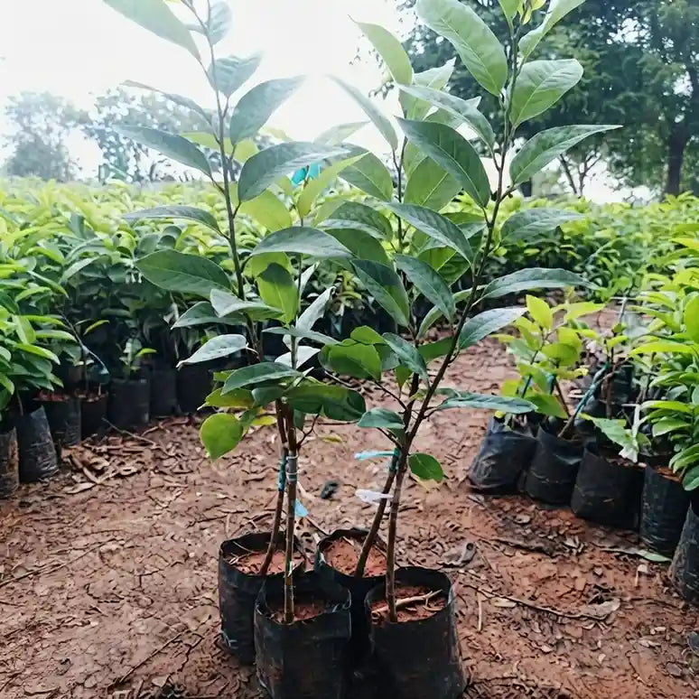 Custard Apple / Seethapazham (Green) grafted live fruit plant in nursery pot with healthy green foliage | Exotic tropical fruit plant | Keraleaf