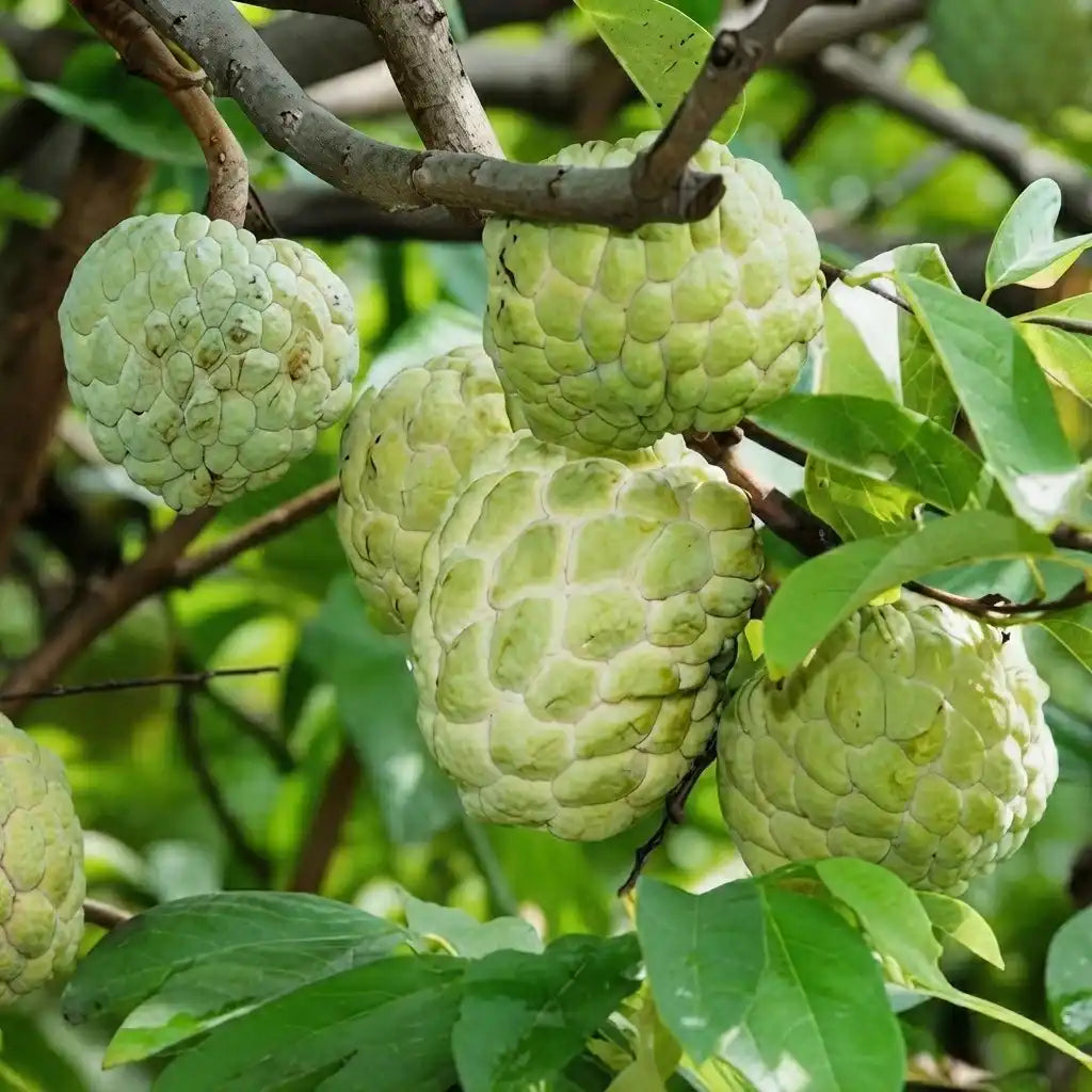 Custard Apple / Seethapazham (Green) grafted live fruit plant in nursery pot with healthy green foliage | Exotic tropical fruit plant | Keraleaf