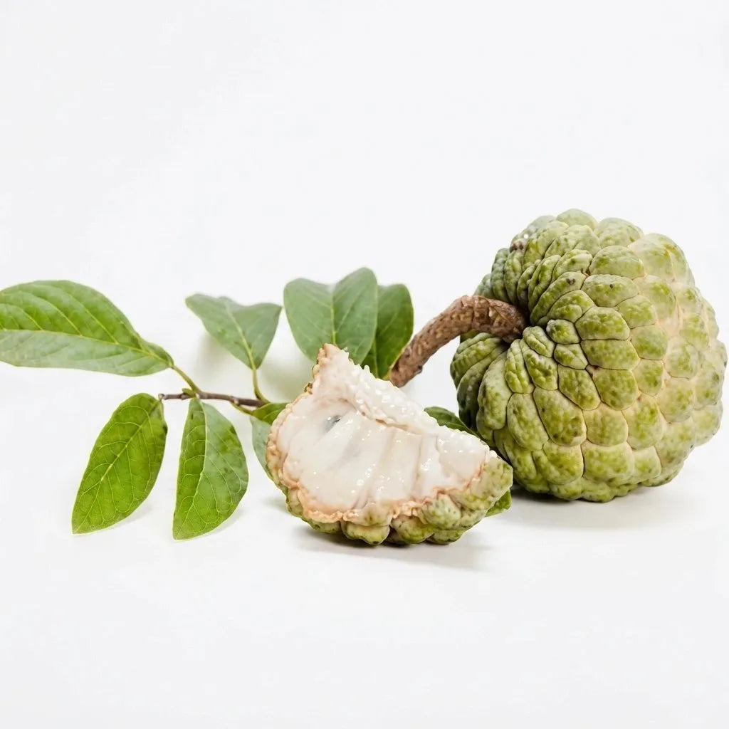 Custard Apple / Seethapazham (Green) grafted live fruit plant in nursery pot with healthy green foliage | Exotic tropical fruit plant | Keraleaf