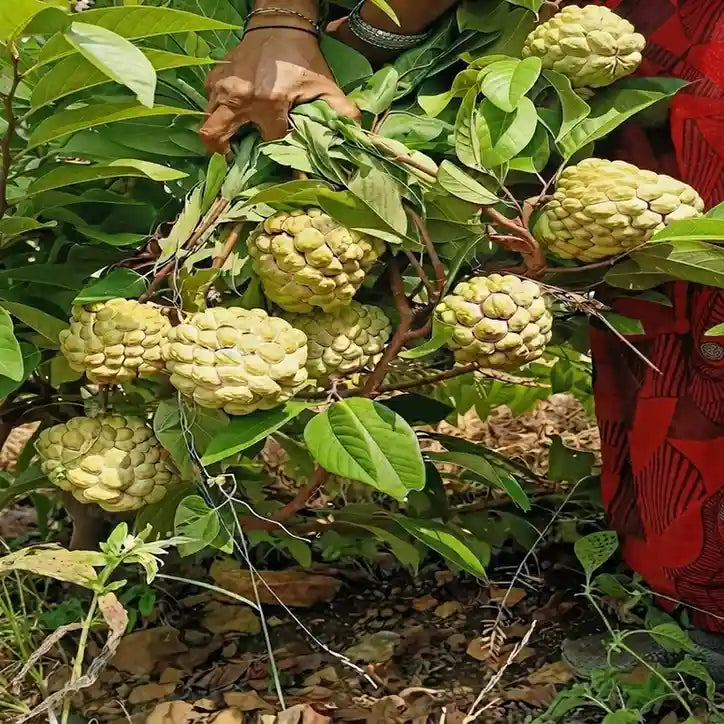 Custard Apple / Seethapazham (Golden) grafted live fruit plant in nursery pot with healthy green foliage | Exotic tropical fruit plant | Keraleaf