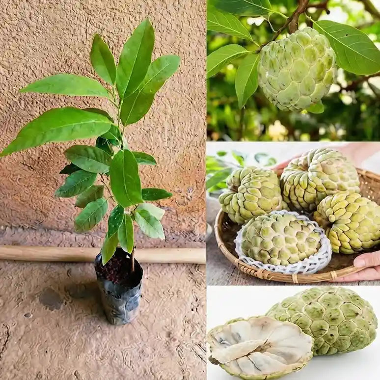Custard Apple / Seethapazham (Golden) grafted live fruit plant in nursery pot with healthy green foliage | Exotic tropical fruit plant | Keraleaf