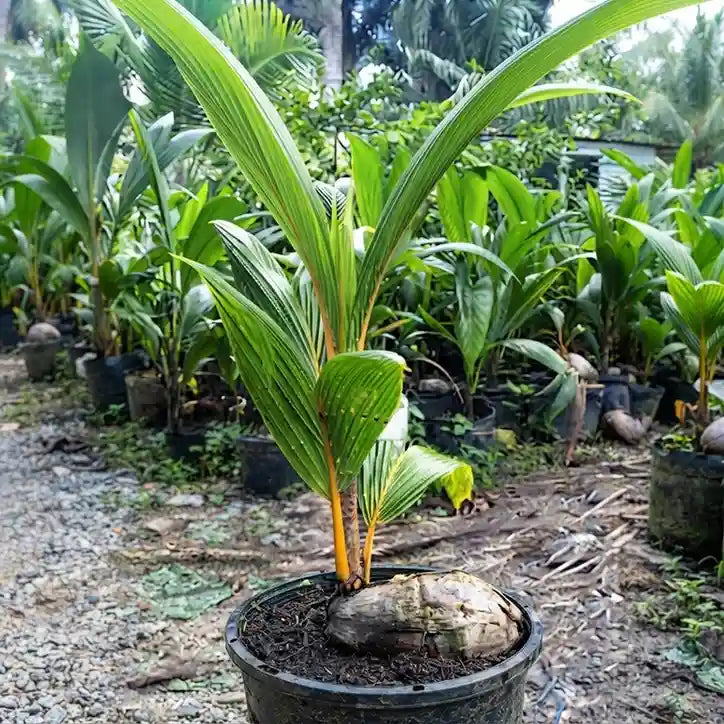Red Coconut Tree / Chenthengu hybrid seedling live plant in nursery pot with healthy green foliage | Tropical coconut tree plant | Keraleaf