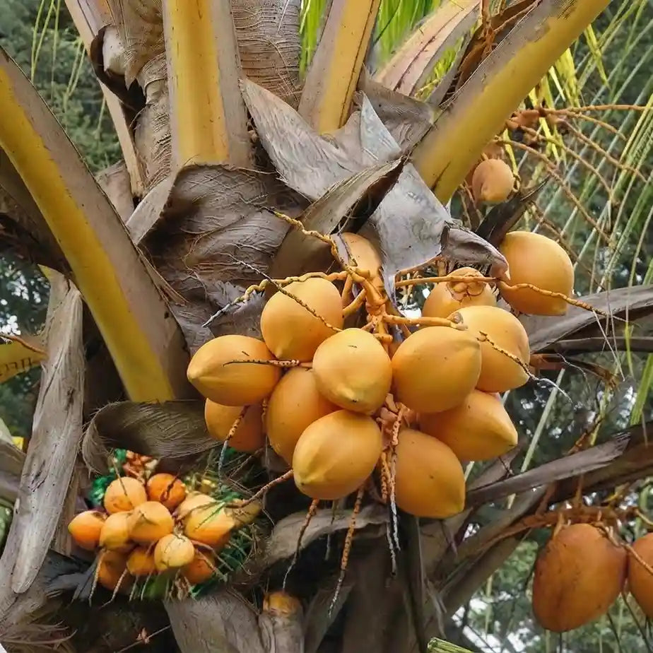 Red Coconut Tree / Chenthengu hybrid seedling live plant in nursery pot with healthy green foliage | Tropical coconut tree plant | Keraleaf
