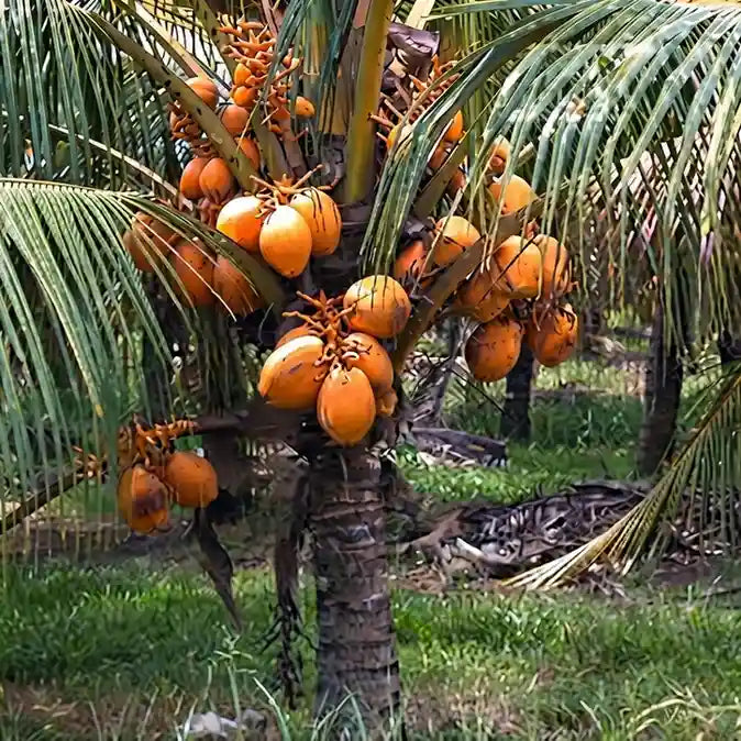 Red Coconut Tree / Chenthengu hybrid seedling live plant in nursery pot with healthy green foliage | Tropical coconut tree plant | Keraleaf