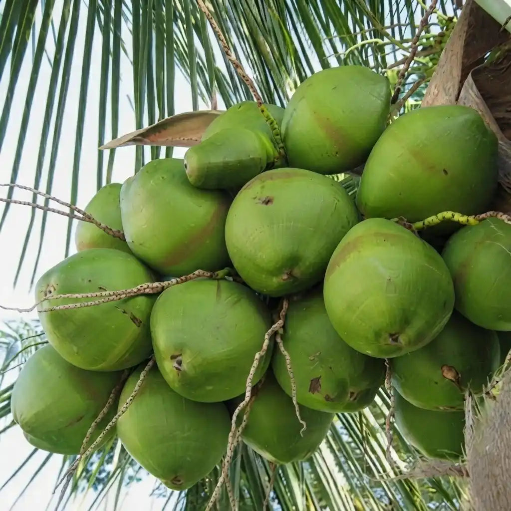 Coconut Tree / Thengu (Sunnanki Dwarf) hybrid seedling live plant in nursery pot with healthy green foliage | Tropical coconut tree plant | Keraleaf