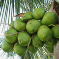 Coconut Tree / Thengu (Sunnanki Dwarf) hybrid seedling live plant in nursery pot with healthy green foliage | Tropical coconut tree plant | Keraleaf
