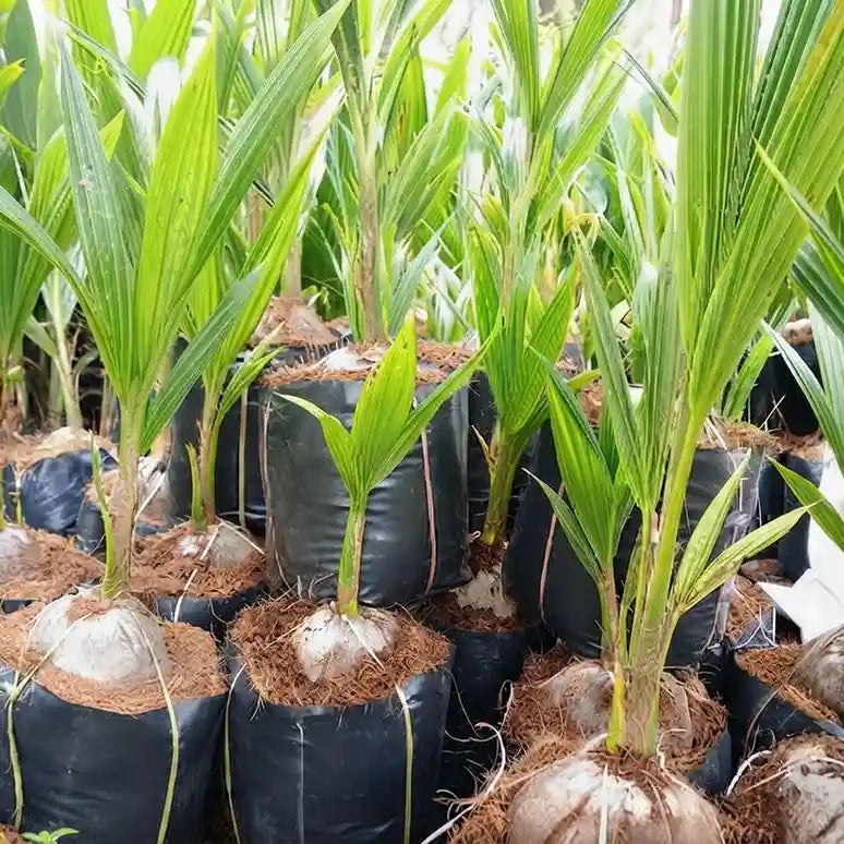 Coconut Tree / Thengu (Sunnanki Dwarf) hybrid seedling live plant in nursery pot with healthy green foliage | Tropical coconut tree plant | Keraleaf