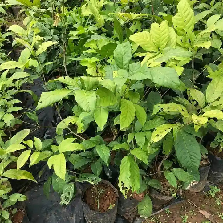 Engkala seedling live fruit plant in nursery pot with healthy green foliage | Exotic tropical fruit plant | Keraleaf