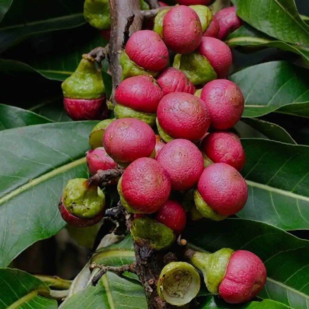 Engkala seedling live fruit plant in nursery pot with healthy green foliage | Exotic tropical fruit plant | Keraleaf
