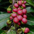 Engkala seedling live fruit plant in nursery pot with healthy green foliage | Exotic tropical fruit plant | Keraleaf