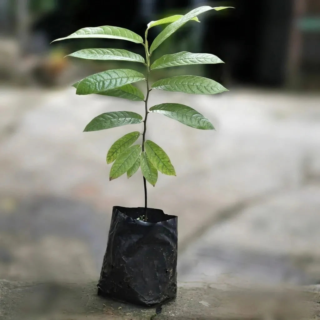 Dunal (Uvaria Rufa) seedling live fruit plant in nursery pot with healthy green foliage | Exotic tropical fruit plant | Keraleaf