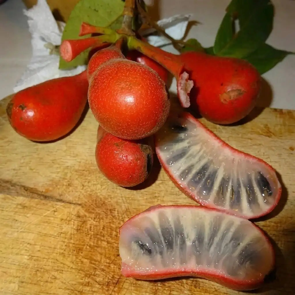 Dunal (Uvaria Rufa) seedling live fruit plant in nursery pot with healthy green foliage | Exotic tropical fruit plant | Keraleaf