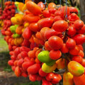 Dunal (Uvaria Rufa) seedling live fruit plant in nursery pot with healthy green foliage | Exotic tropical fruit plant | Keraleaf