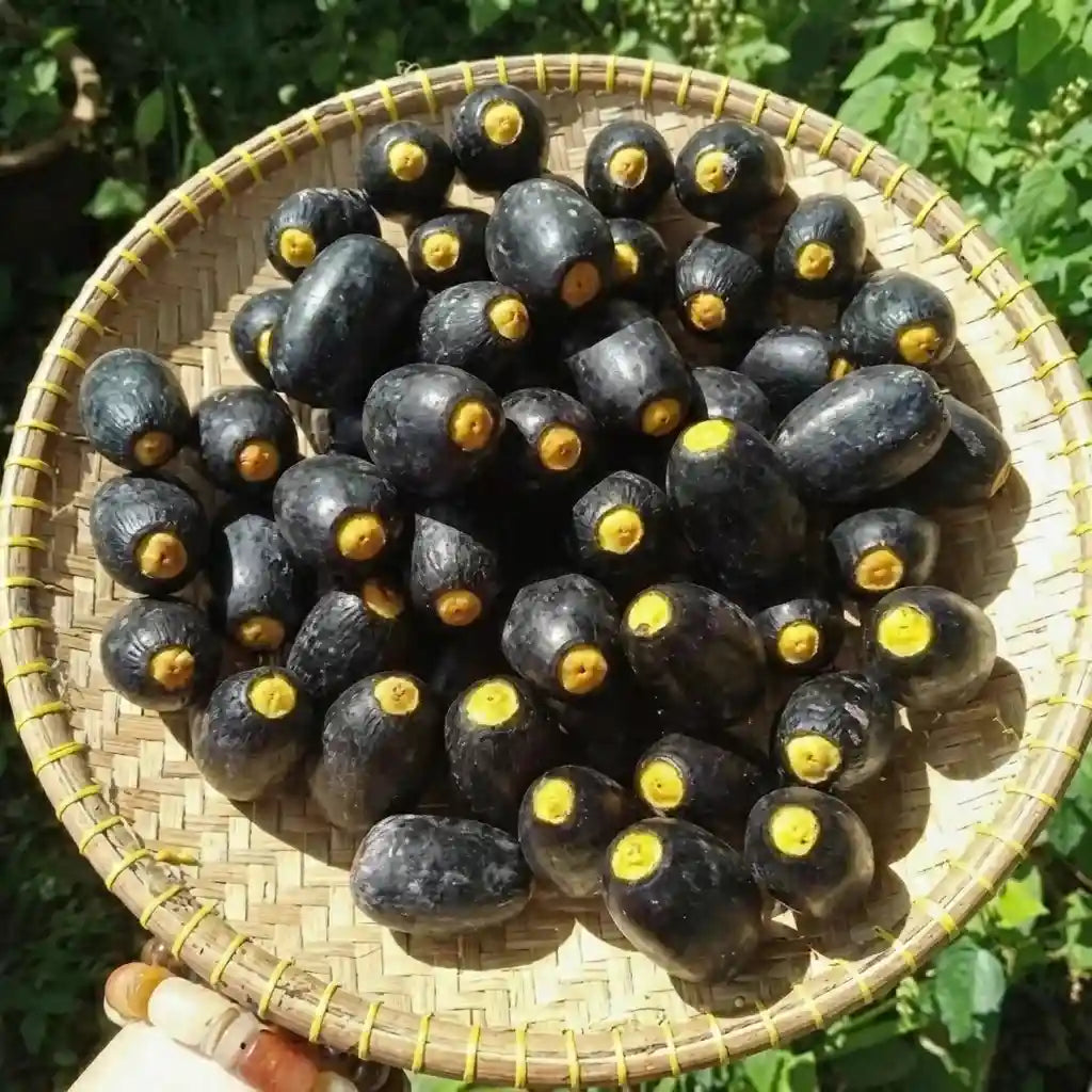 Dabai (Canarium Odontophyllum) seedling live fruit plant in nursery pot with healthy green foliage | Exotic tropical fruit plant | Keraleaf