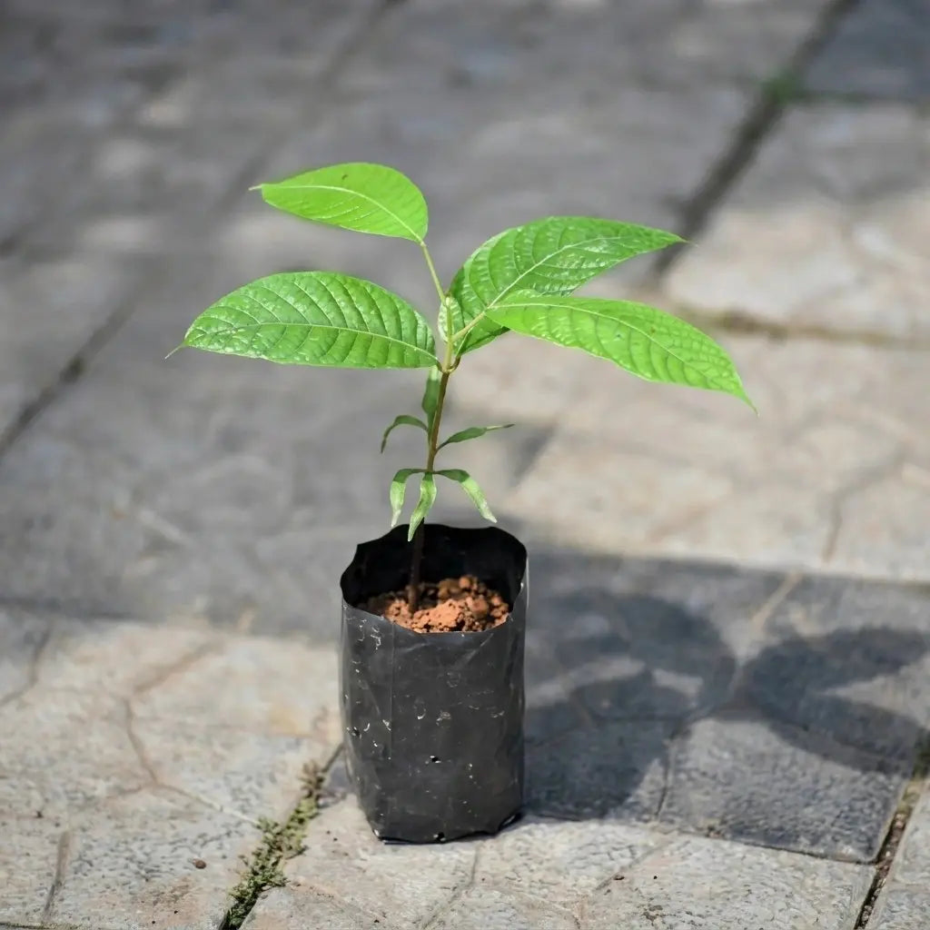 Dabai (Canarium Odontophyllum) seedling live fruit plant in nursery pot with healthy green foliage | Exotic tropical fruit plant | Keraleaf