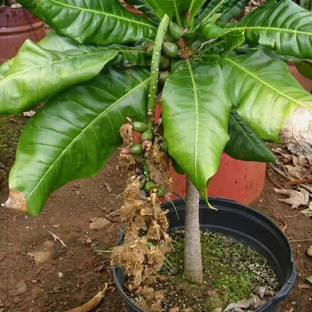 Cut Nut / Pili Nut seedling live fruit plant in nursery pot with healthy green foliage | Exotic tropical fruit plant | Keraleaf