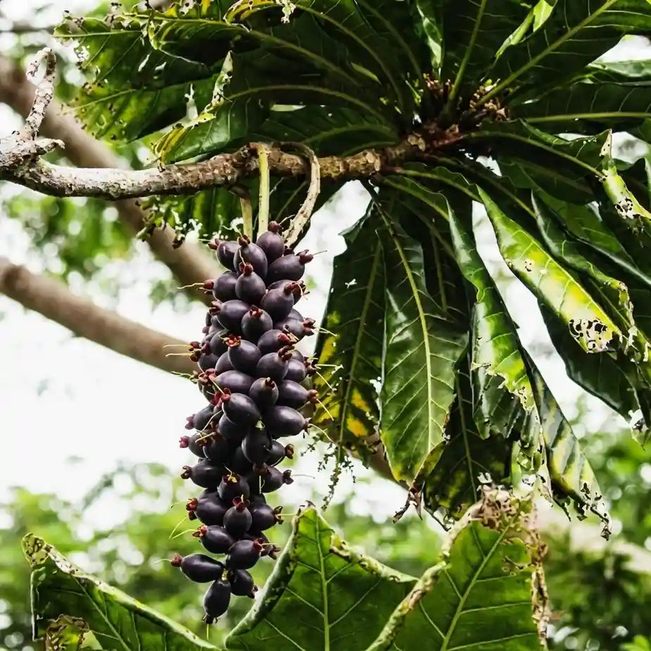 Cut Nut / Pili Nut seedling live fruit plant in nursery pot with healthy green foliage | Exotic tropical fruit plant | Keraleaf