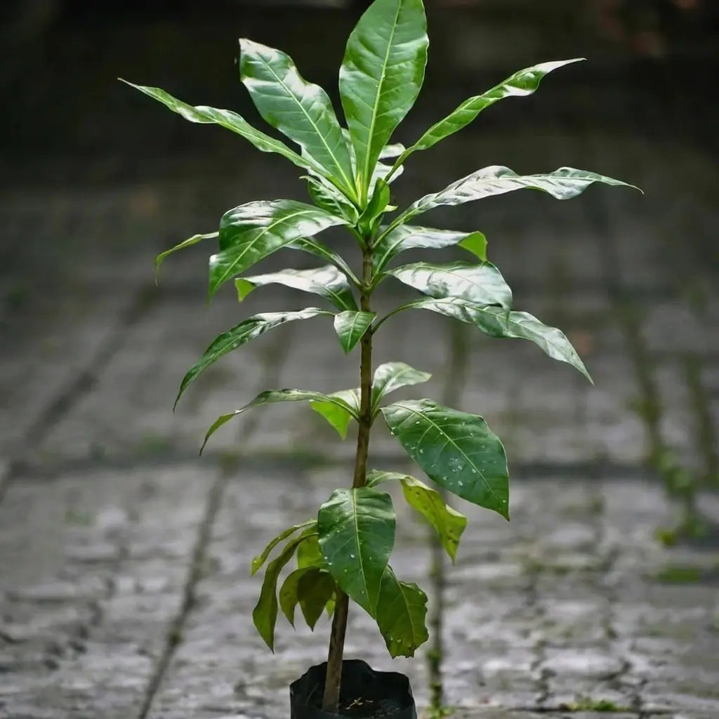 Cut Nut / Pili Nut seedling live fruit plant in nursery pot with healthy green foliage | Exotic tropical fruit plant | Keraleaf