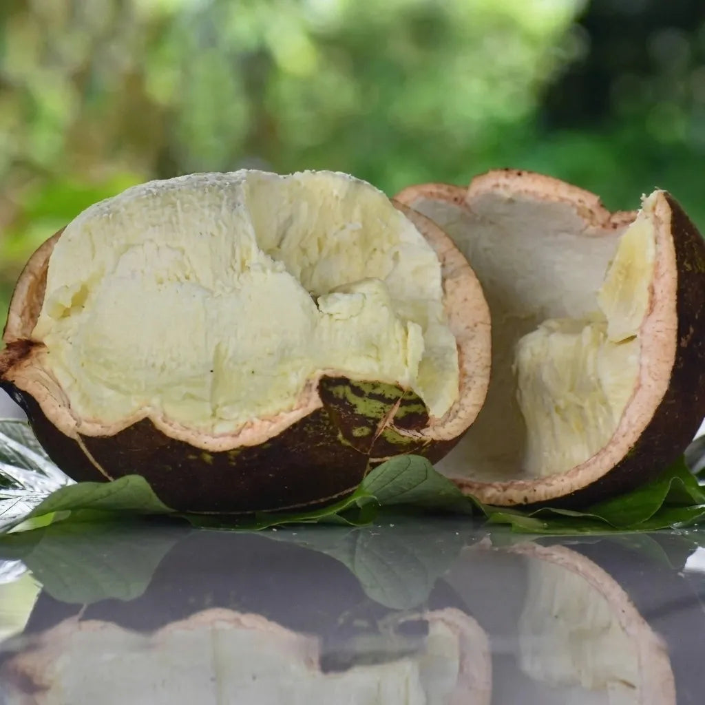 Cupuassu seedling live fruit plant in nursery pot with healthy green foliage | Exotic tropical fruit plant | Keraleaf
