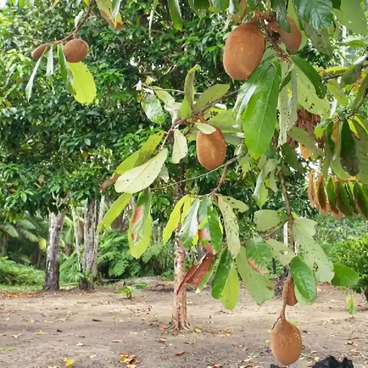 Cupuassu seedling live fruit plant in nursery pot with healthy green foliage | Exotic tropical fruit plant | Keraleaf