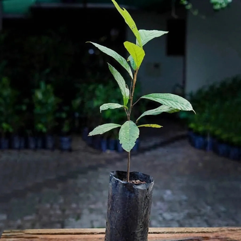 Cupuassu seedling live fruit plant in nursery pot with healthy green foliage | Exotic tropical fruit plant | Keraleaf