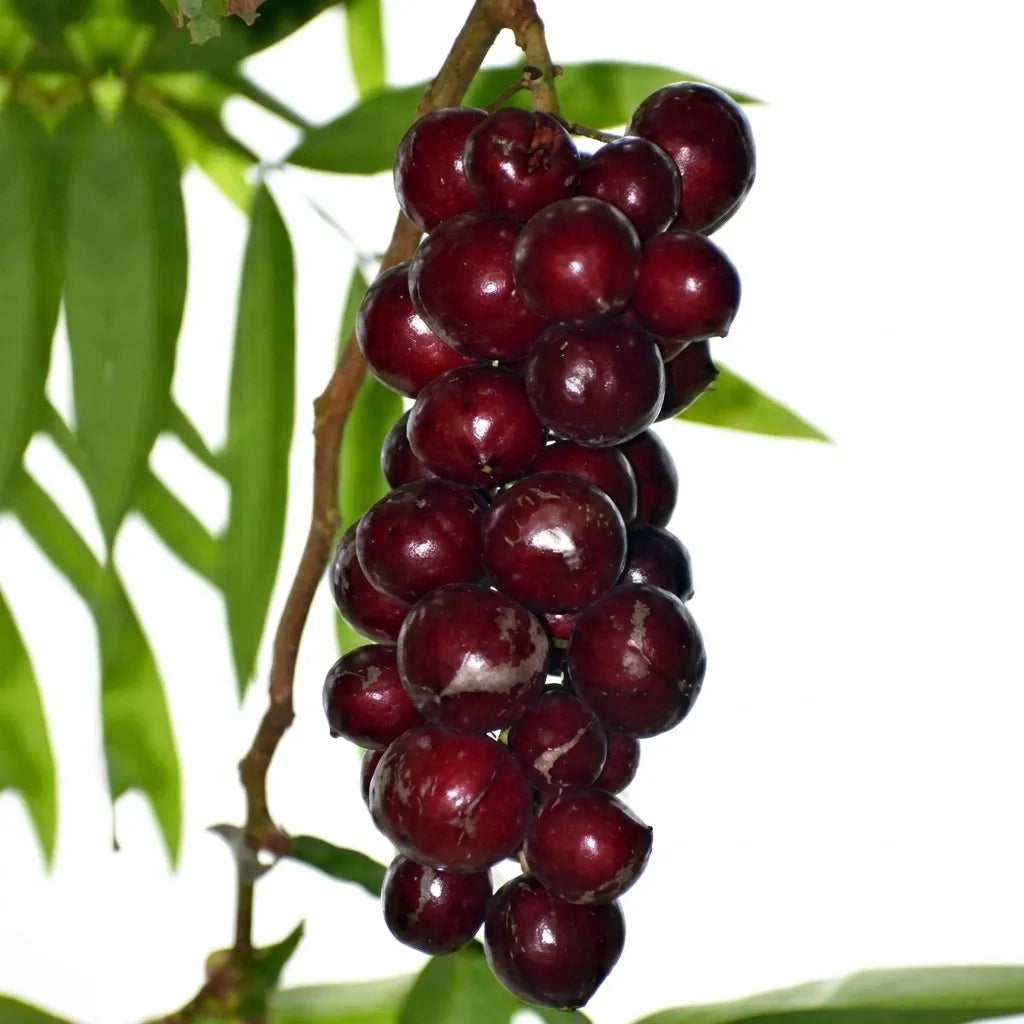 Terengganu Cherry layered live fruit plant in nursery pot with healthy green foliage | Exotic tropical fruit plant | Keraleaf