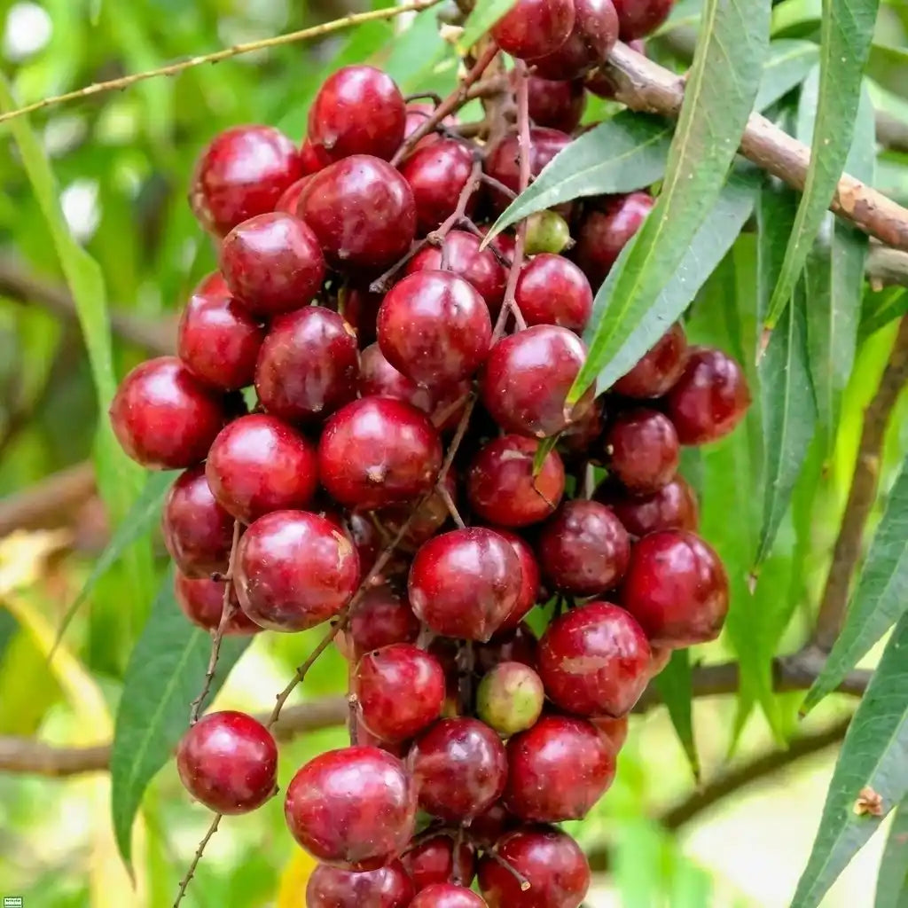 Terengganu Cherry layered live fruit plant in nursery pot with healthy green foliage | Exotic tropical fruit plant | Keraleaf