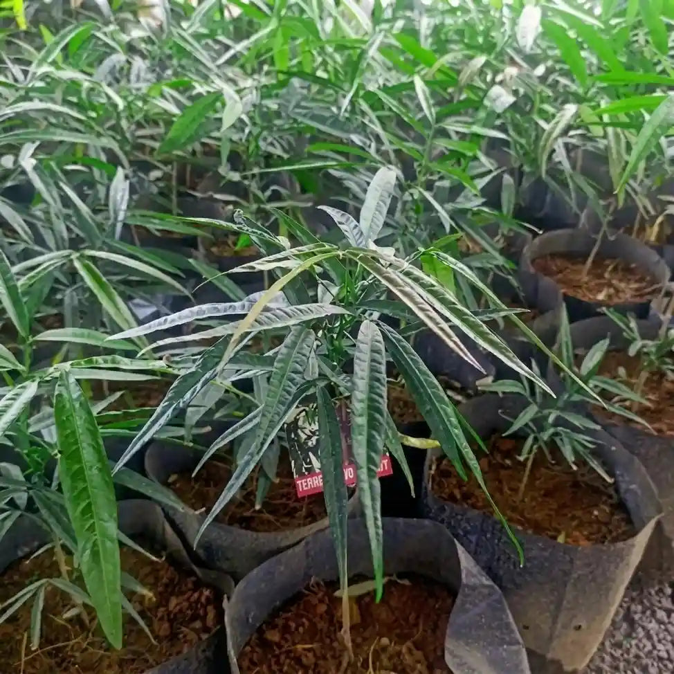 Terengganu Cherry layered live fruit plant in nursery pot with healthy green foliage | Exotic tropical fruit plant | Keraleaf