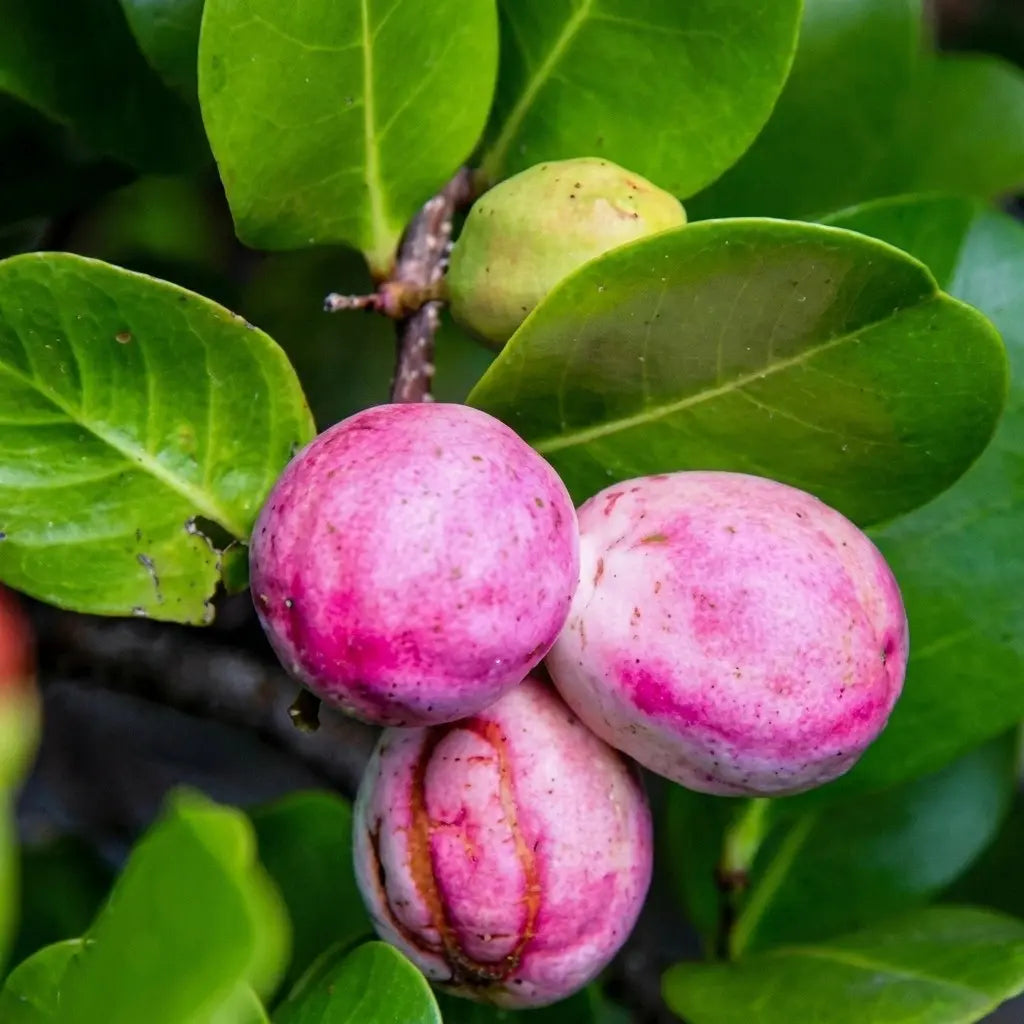 Cocoplum seedling live fruit plant in nursery pot with healthy green foliage | Exotic tropical fruit plant | Keraleaf