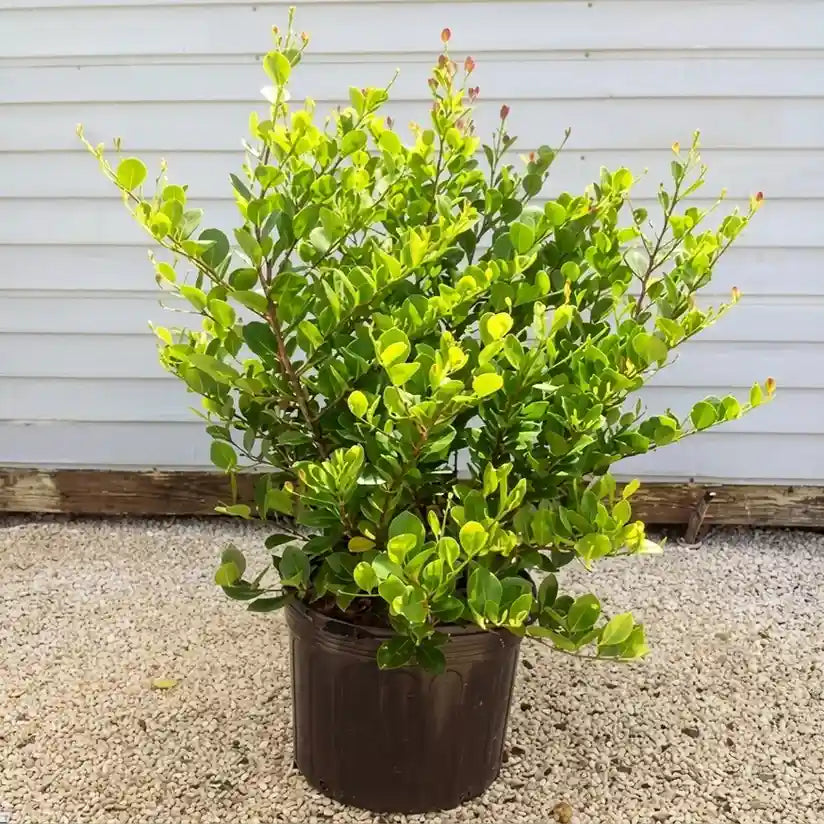 Cocoplum seedling live fruit plant in nursery pot with healthy green foliage | Exotic tropical fruit plant | Keraleaf