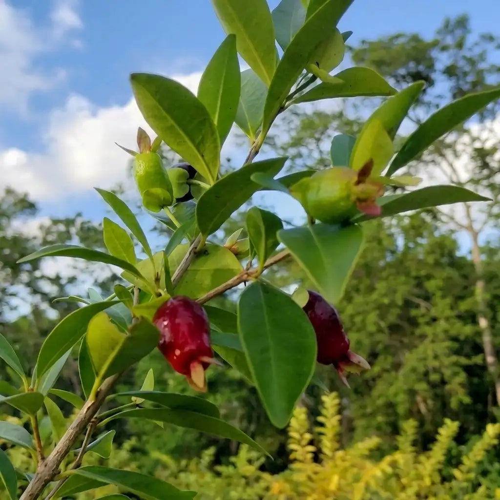 Savannah Cherry (Eugenia calycina) live fruit plant in nursery pot with healthy green foliage | Exotic tropical fruit plant | Keraleaf