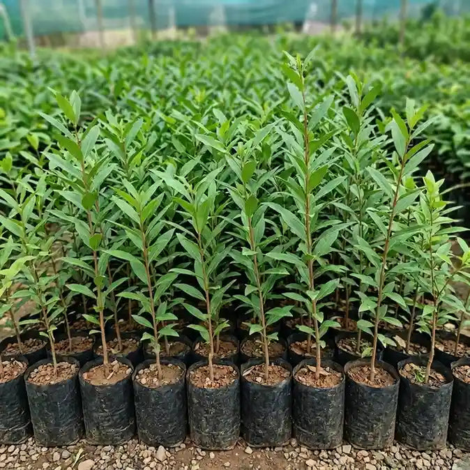 Savannah Cherry (Eugenia calycina) live fruit plant in nursery pot with healthy green foliage | Exotic tropical fruit plant | Keraleaf