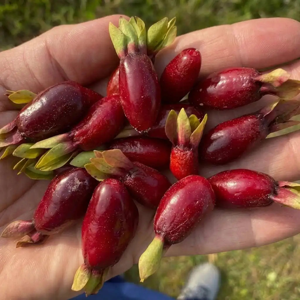 Savannah Cherry (Eugenia calycina) live fruit plant in nursery pot with healthy green foliage | Exotic tropical fruit plant | Keraleaf