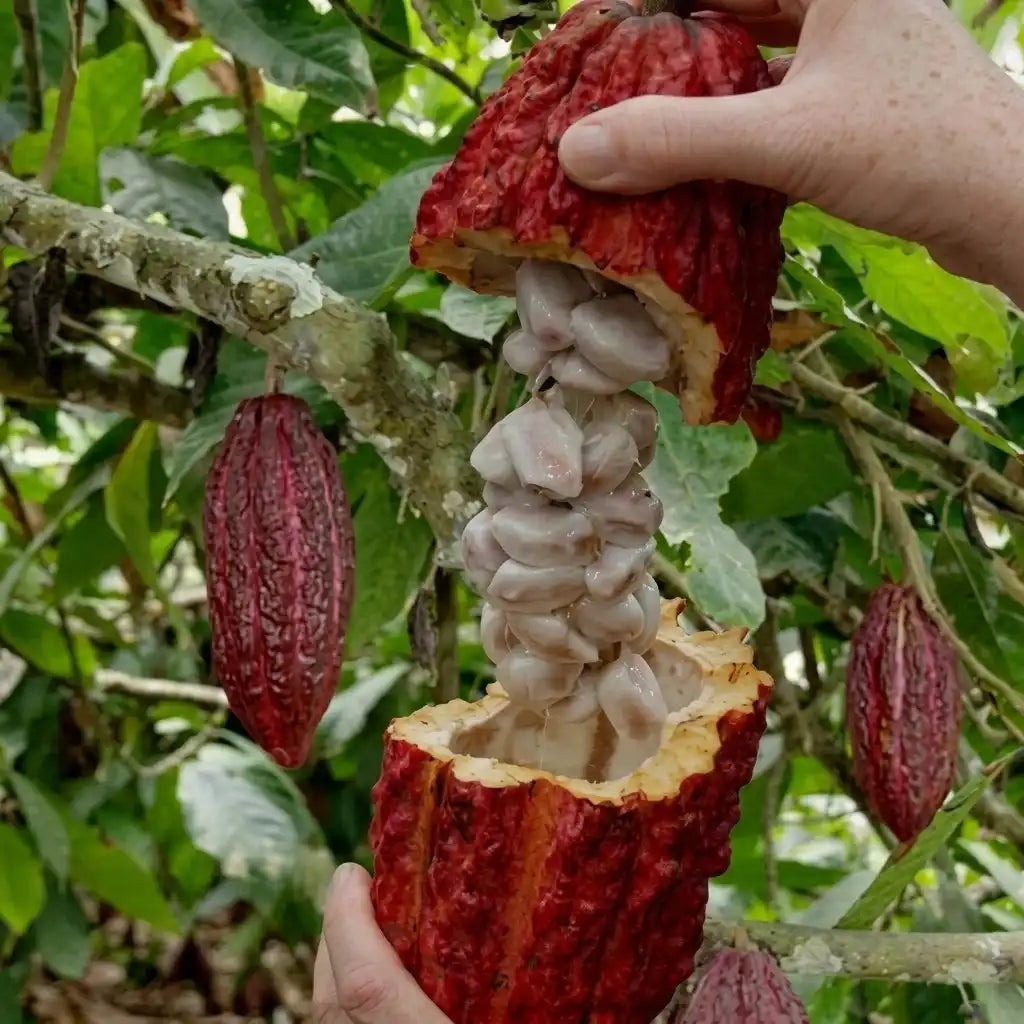 Cocoa (Chocolate Bean) seedling live fruit plant in nursery pot with healthy green foliage | Exotic tropical fruit plant | Keraleaf