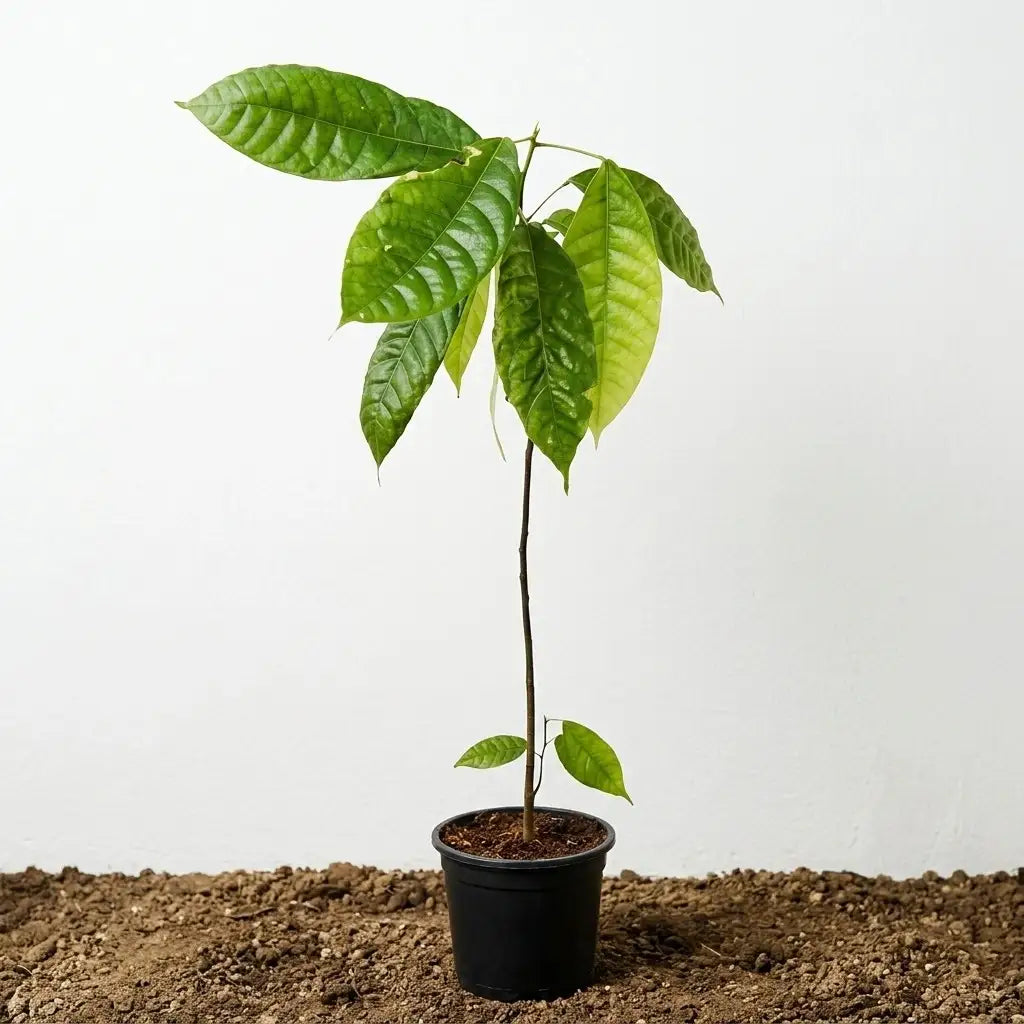 Cocoa (Chocolate Bean) seedling live fruit plant in nursery pot with healthy green foliage | Exotic tropical fruit plant | Keraleaf